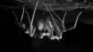 Ejemplar macho adulto de P. Fimbriata durante el sueño. Fotografía facilitada por Daniela C. Rößler.