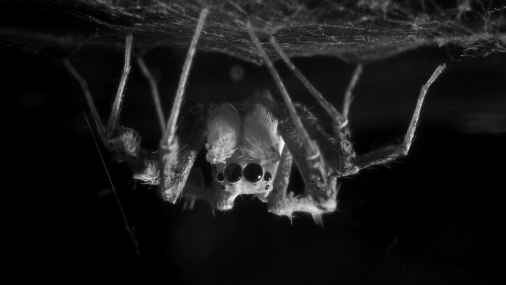 Ejemplar macho adulto de P. Fimbriata durante el sueño. Fotografía facilitada por Daniela C. Rößler.