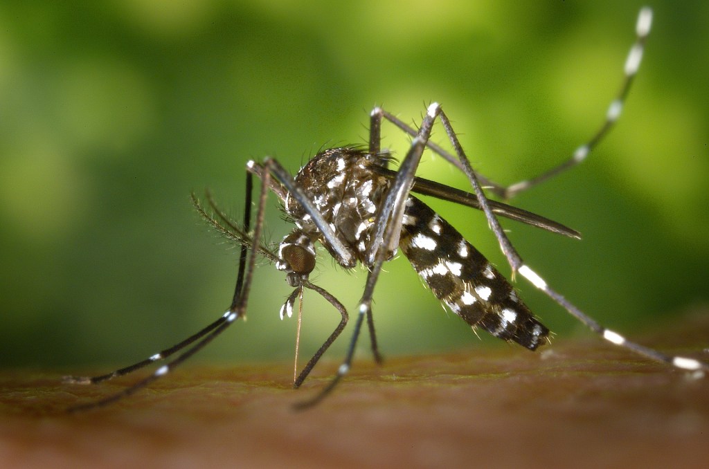 Fotografía de un mosquito tigre. © ANECPLA.