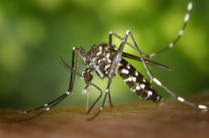 Fotografía de un mosquito tigre. © ANECPLA.