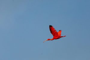 Fotografía del 27 de octubre de 2026 donde aparece un ibis escarlata volando cerca al pantano de Godineau, al sur de Trinidad y Tobago. La caza furtiva, la contaminación y la pérdida de hábitats de agua dulce amenazan al ibis escarlata, el ave nacional de Trinidad y Tobago, lo que ha despertado gran preocupación entre los conservacionistas y ha llevado al Gobierno a tomar cartas en el asunto. EFE/Andrea De Silva