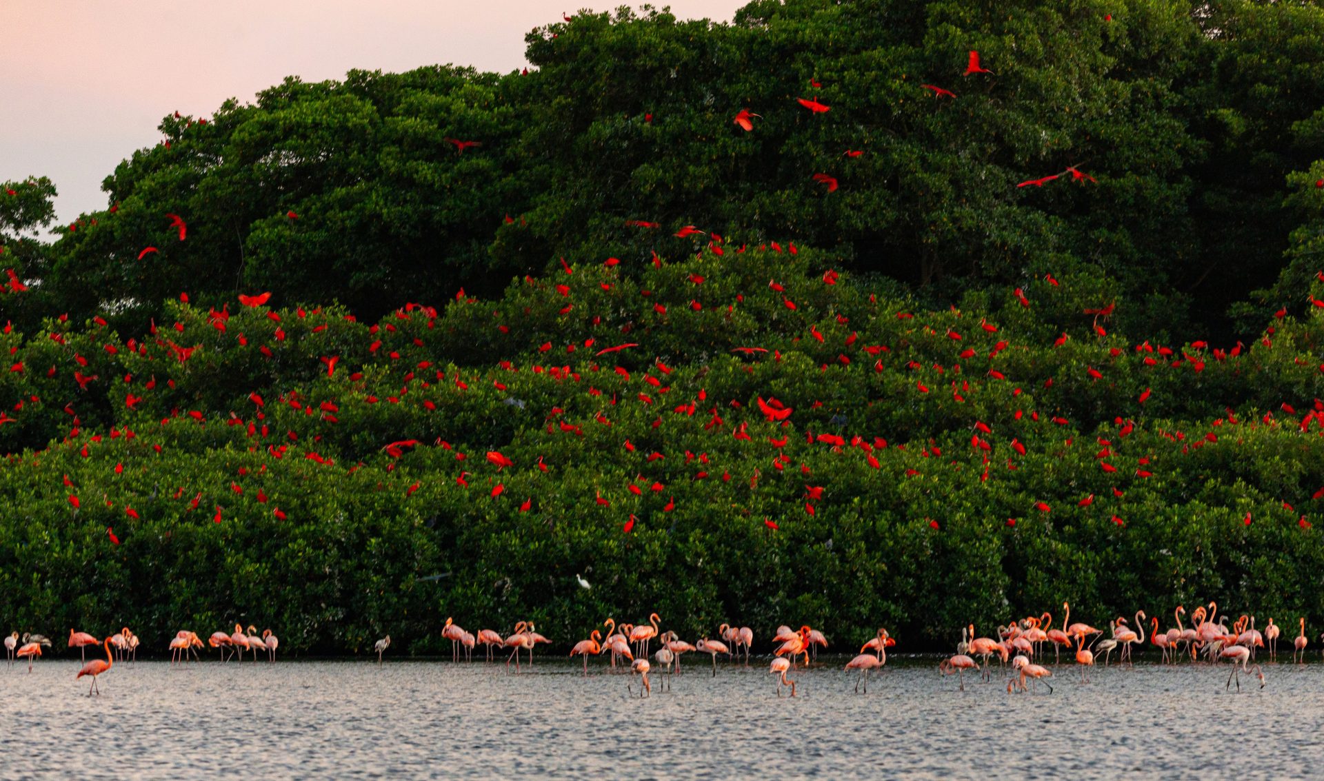  Fotografía del 22 de octubre de 2026 donde aparecen unos Ibis escarlatas posados entre los manglares junto a flamencos en las aguas del Santuario de Aves Winston Nanan Caroni (Trinidad y Tobago). La caza furtiva, la contaminación y la pérdida de hábitats de agua dulce amenazan al ibis escarlata, el ave nacional de Trinidad y Tobago, lo que ha despertado gran preocupación entre los conservacionistas y ha llevado al Gobierno a tomar cartas en el asunto. EFE/Andrea De Silva