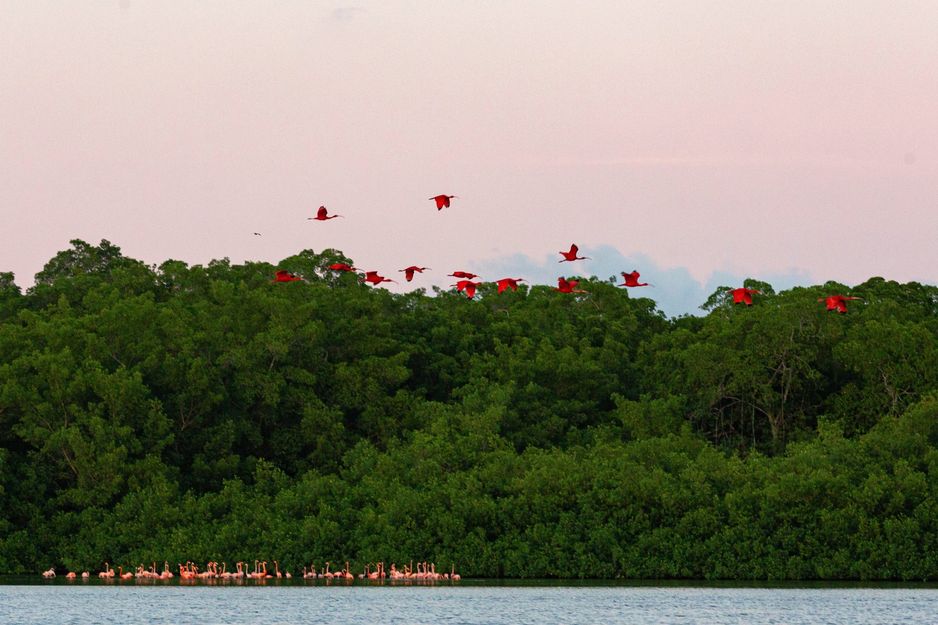  Fotografía del 22 de octubre de 2026 donde aparecen unos Ibis escarlatas volando entre manglares cerca de una manada de flamencos en las aguas del Santuario de Aves Winston Nanan Caroni (Trinidad y Tobago). La caza furtiva, la contaminación y la pérdida de hábitats de agua dulce amenazan al ibis escarlata, el ave nacional de Trinidad y Tobago, lo que ha despertado gran preocupación entre los conservacionistas y ha llevado al Gobierno a tomar cartas en el asunto. EFE/Andrea De Silva