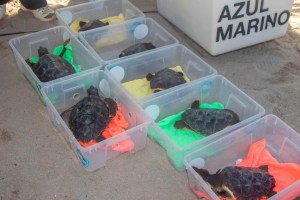 BENIDORM (ALICANTE), 22/10/2026.- Siete tortugas bobas nacidas en agosto de 2025 en la playa de Levante de Benidorm han regresado este jueves al mar tras pasar un año y dos meses en las instalaciones de l’Oceanogràfic de València, donde han participado en un programa de crianza destinado a aumentar sus posibilidades de supervivencia.EFE/Ayto de Benidorm SOLO USO EDITORIAL/SOLO DISPONIBLE PARA ILUSTRAR LA NOTICIA QUE ACOMPAÑA (CRÉDITO OBLIGATORIO)