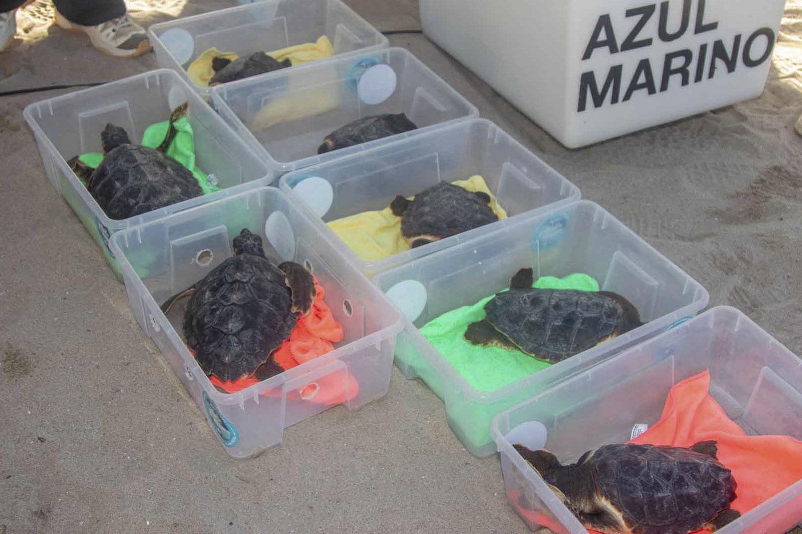 BENIDORM (ALICANTE), 22/10/2026.- Siete tortugas bobas nacidas en agosto de 2025 en la playa de Levante de Benidorm han regresado este jueves al mar tras pasar un año y dos meses en las instalaciones de l’Oceanogràfic de València, donde han participado en un programa de crianza destinado a aumentar sus posibilidades de supervivencia.EFE/Ayto de Benidorm SOLO USO EDITORIAL/SOLO DISPONIBLE PARA ILUSTRAR LA NOTICIA QUE ACOMPAÑA (CRÉDITO OBLIGATORIO)