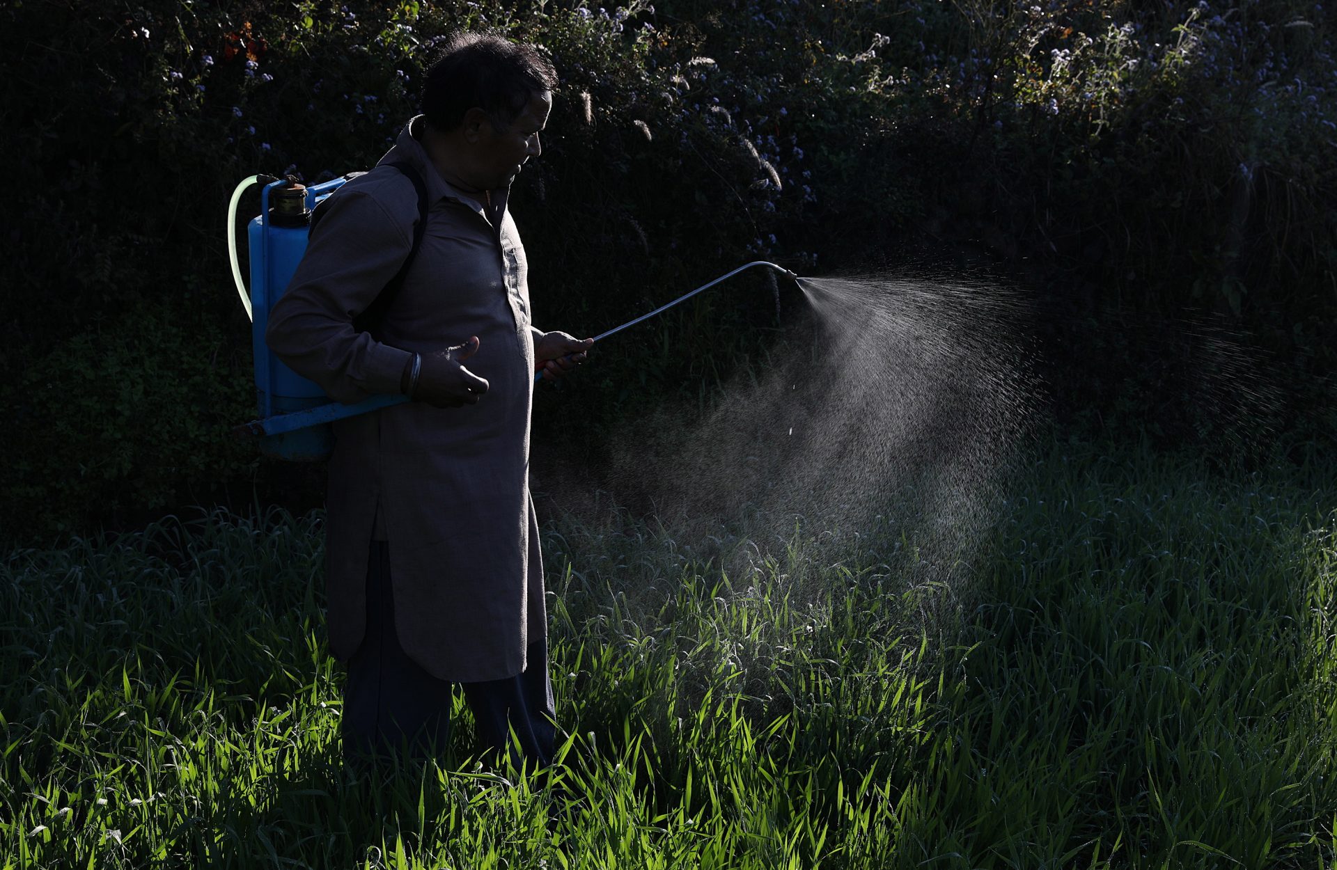 Nagrota Bagwan (India), 23/01/2020.- A farmer without a mask sprinkles pesticide on wheat crop after the rain in Jalot village, near Nagrota Bagwan Himachal Pradesh, India, 23 January 2020. EFE/EPA/SANJAY BAID
